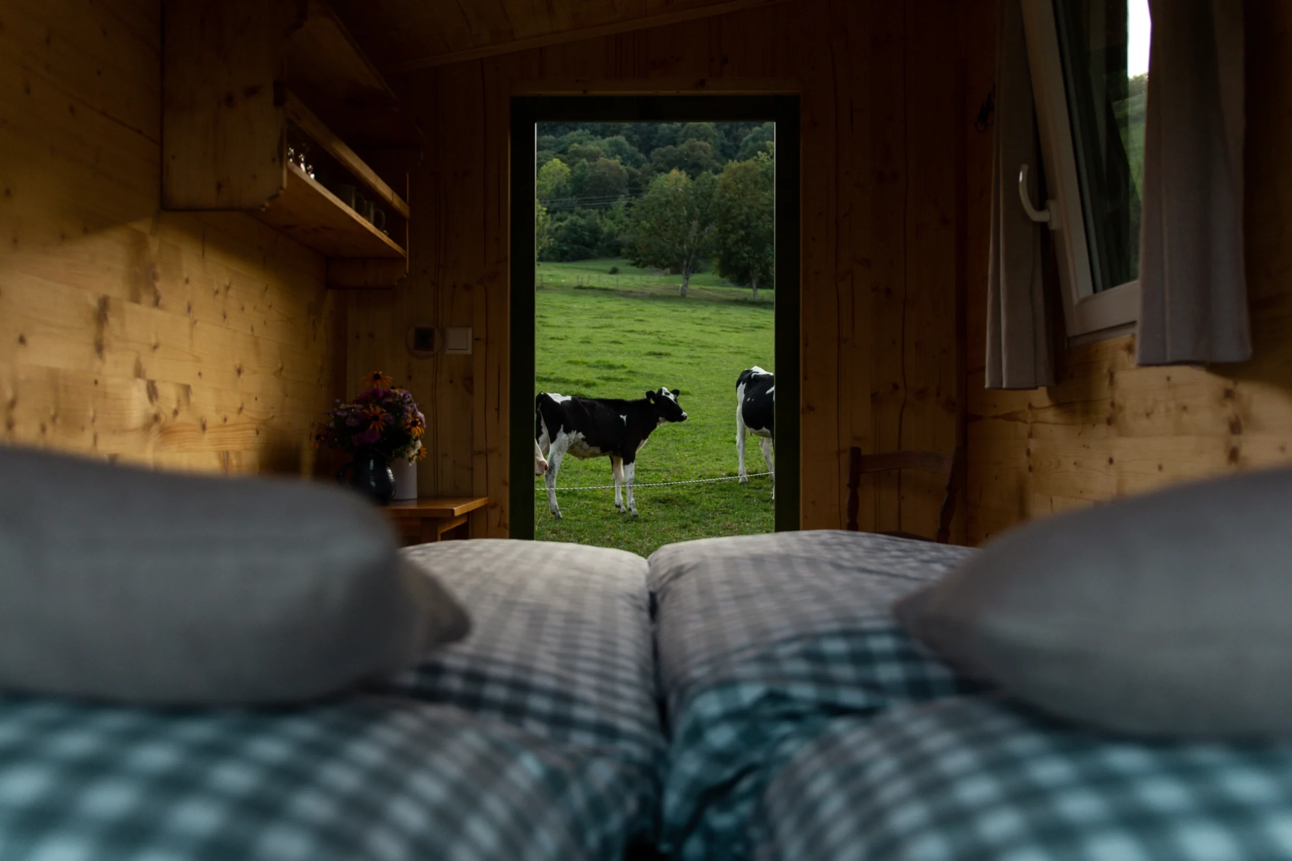 Aussicht auf Kühe aus em Wägele Kühe auf der Weide des Familienhofs Viehweide Bissingen an der Teck