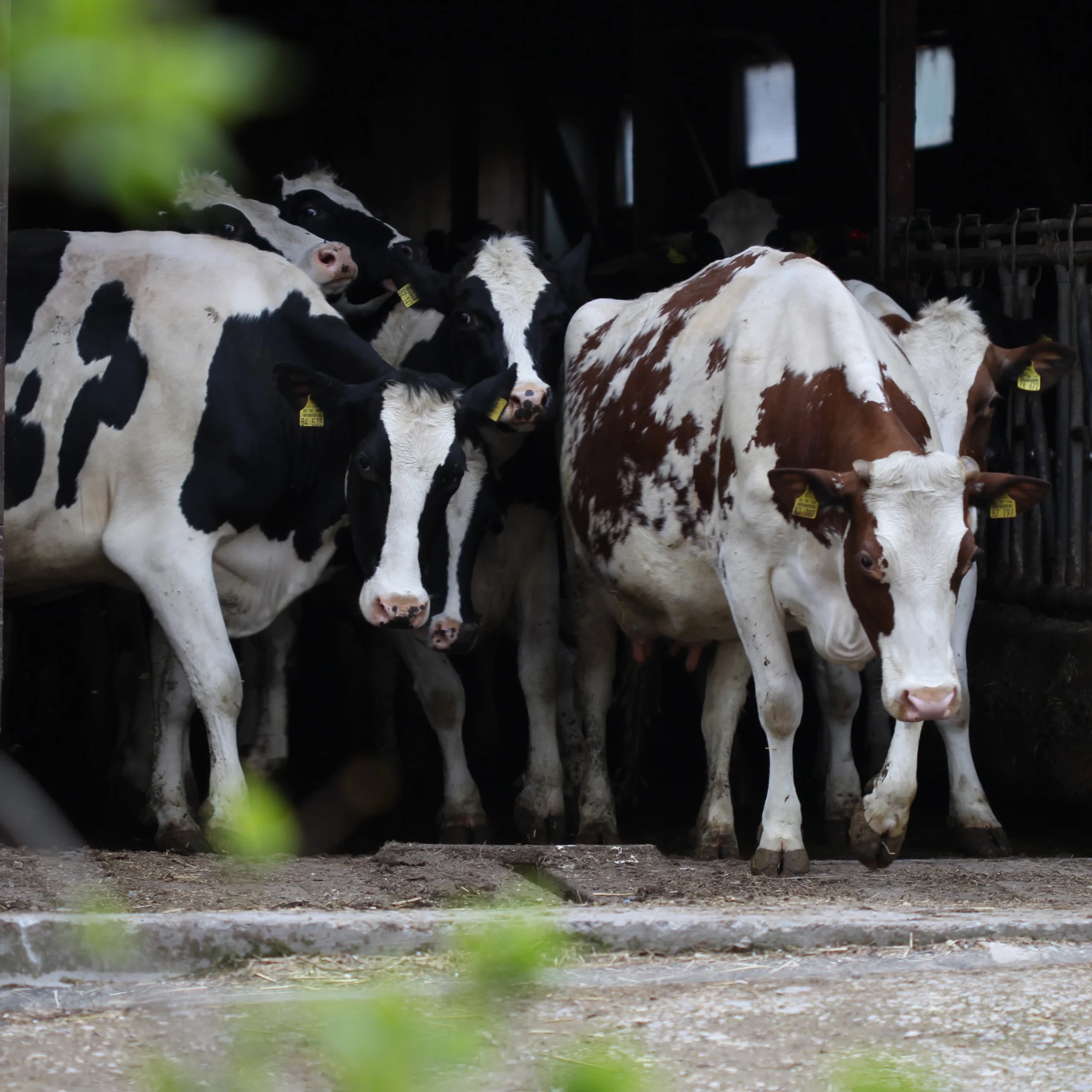 Kühe rennen raus Kühe auf der Viehweide in Bissingen an der Teck am Fuße der Schwäbischen Alb auf dem Weg zur Wiese